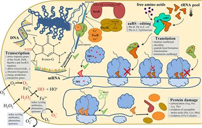 Oxidative Stress in Bacteria and the Central Dogma of Molecular Biology